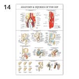 ポスター 人体ポスター 40×60cm | PlusNao | 詳細画像13