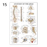 ポスター 人体ポスター 40×60cm | PlusNao | 詳細画像14