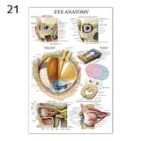 ポスター 人体ポスター 40×60cm | PlusNao | 詳細画像17