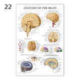 ポスター 人体ポスター 40×60cm | PlusNao | 詳細画像18