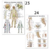 ポスター 人体ポスター 40×60cm | PlusNao | 詳細画像19