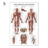 ポスター 人体ポスター 40×60cm | PlusNao | 詳細画像6
