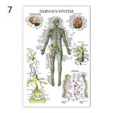 ポスター 人体ポスター 40×60cm | PlusNao | 詳細画像8