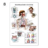 ポスター 人体ポスター 40×60cm | PlusNao | 詳細画像9