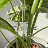 園芸支柱 花支柱 植木鉢用 | PlusNao | 詳細画像2