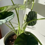 園芸支柱 花支柱 植木鉢用 | PlusNao | 詳細画像3