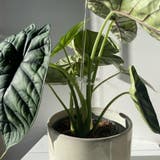 園芸支柱 花支柱 植木鉢用 | PlusNao | 詳細画像4