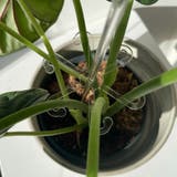 園芸支柱 花支柱 植木鉢用 | PlusNao | 詳細画像5