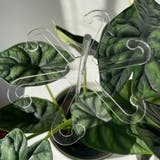 園芸支柱 花支柱 植木鉢用 | PlusNao | 詳細画像7