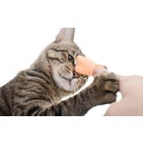 猫用おもちゃ ペット用おもちゃ ねこ | PlusNao | 詳細画像3