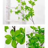 フェイクグリーン 人工観葉植物 観葉植物 | PlusNao | 詳細画像8