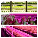 植物育成ライト プラントライト 植物ライト | PlusNao | 詳細画像12