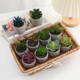 フェイクグリーン 人工観葉植物 多肉植物 | PlusNao | 詳細画像2