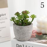 フェイクグリーン 人工観葉植物 多肉植物 | PlusNao | 詳細画像9