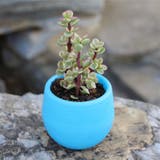 植木鉢 フラワーポット 受け皿付き | PlusNao | 詳細画像11