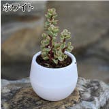 植木鉢 フラワーポット 受け皿付き | PlusNao | 詳細画像17