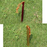 テントペグ Y字タイプ 12本セット | PlusNao | 詳細画像3 