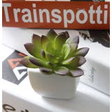 マグネット 多肉植物 サボテン | PlusNao | 詳細画像12