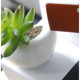 マグネット 多肉植物 サボテン | PlusNao | 詳細画像13