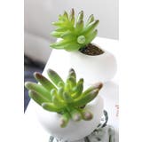 マグネット 多肉植物 サボテン | PlusNao | 詳細画像18