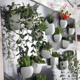 マグネット 多肉植物 サボテン | PlusNao | 詳細画像3