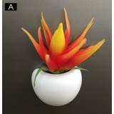 マグネット 多肉植物 サボテン | PlusNao | 詳細画像5