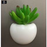 マグネット 多肉植物 サボテン | PlusNao | 詳細画像6