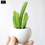 マグネット 多肉植物 サボテン | PlusNao | 詳細画像7