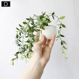 マグネット 多肉植物 サボテン | PlusNao | 詳細画像8