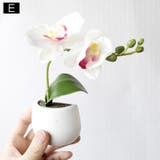 マグネット 多肉植物 サボテン | PlusNao | 詳細画像9
