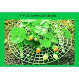 イチゴ栽培用ラック いちごスタンド イチゴ支え棚 | PlusNao | 詳細画像2