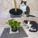 侵入防止ボード 12枚入り 猫 | PlusNao | 詳細画像5 