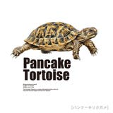 Moftique(モフティック) 半袖Tシャツ パンケーキリクガメ | printrium | 詳細画像2