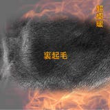 裏起毛 イージーパンツ コーデュロイ | RAiseNsE  | 詳細画像3 