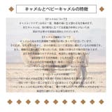 キャメル100% メンズ ニット | SJ ONLINE STORE | 詳細画像4 