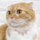 【7131】ハートビジューキラキラネックレス(ペット用)	 | SneepDip | 詳細画像7 