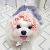 ピンク | 【p015】2WAYフラワーシフォンアクセ（ペット用） | SneepDip