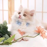 ブルー | 【p034】 フラワーアクセサリー(ペット用) 	 | SneepDip