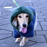 別注 フェイクファー フーディ ドッグウェア / 犬 服 | SVEC | 詳細画像15 