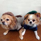 別注 フェイクファー フーディ ドッグウェア / 犬 服 | SVEC | 詳細画像22 