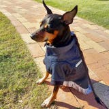 別注 ウエスタンシャツ ドッグウェア / 犬 服 | SVEC | 詳細画像20 