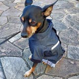 別注 ウエスタンシャツ ドッグウェア / 犬 服 | SVEC | 詳細画像22 