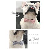 ドッグ 犬用 アクセサリー | CLARAH【WOMEN】 | 詳細画像8 
