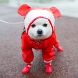 犬服 ドッグレインコート くま | CLARAH【WOMEN】 | 詳細画像9