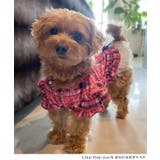 花柄×ピンクチェック柄フリフリTシャツ姫ギャル犬服 韓国 夢展望 | 夢展望 | 詳細画像7