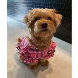 花柄×ピンクチェック柄フリフリTシャツ姫ギャル犬服 韓国 夢展望 | 夢展望 | 詳細画像9