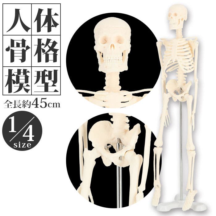 予約販売 humiltg23.jpg 人体模型