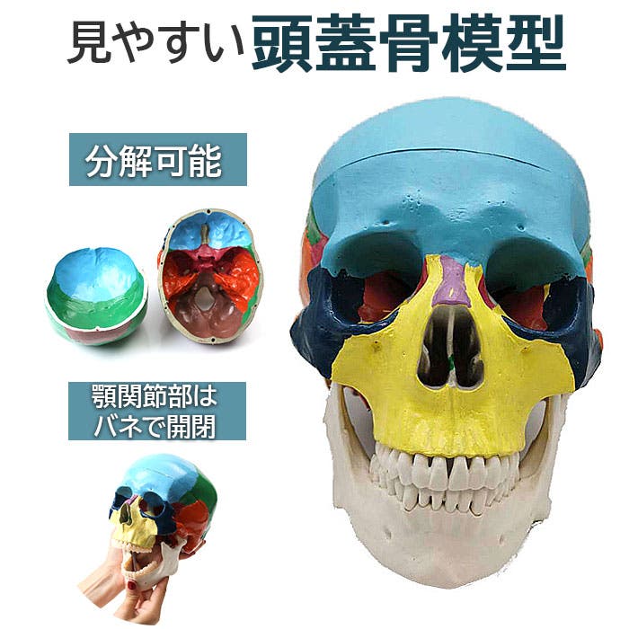 Amazon.co.jp: 頭蓋骨模型,ミニ頭蓋骨模型，頭蓋骨を分解・組立